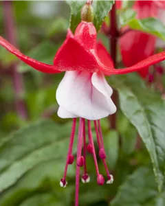 Patagonische Fuchsie 'Madame Cornelissen'