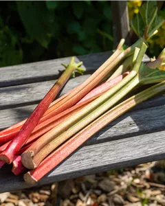 Rhabarber 'Fulton´s Strawberry Surprise'