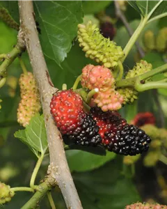 Schwarze Maulbeere 'Repsime'