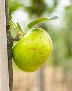 Herbstapfel 'Jakob Lebel'