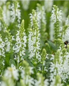 Garten-Blüten-Salbei 'Schneehügel'