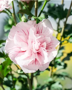 Garteneibisch 'Pink Chiffon'