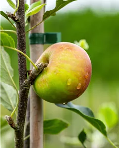 Apfel 'Cox Orange'