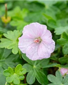 Gestreifter Storchschnabel 'Apfelblüte'