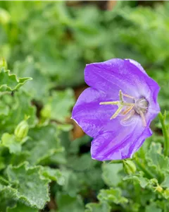 Karpaten-Glockenblume 'Pearl Blue'