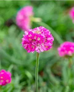 Garten-Grasnelke 'Düsseldorfer Stolz'