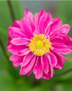 Garten-Herbst-Anemone 'Bressingham Glow'