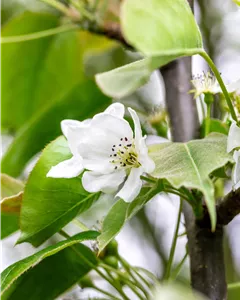 Nashi-Birne 'Nijisseiki'