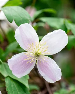 Berg-Waldrebe 'Rubens'