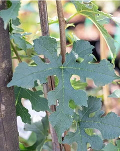 Schwarzer Maulbeerbaum 'Mathildes Traum'