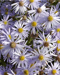 Garten-Pyrenäen-Aster 'Lutetia'