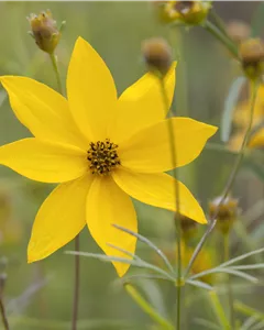 Mädchenauge 'Grandiflora'
