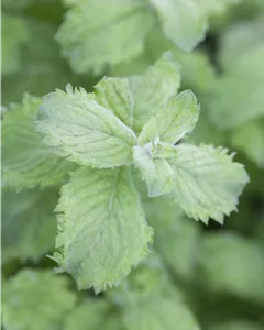 Mojito-Minze