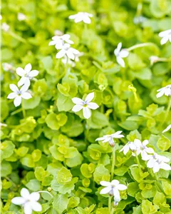 Garten-Scheinlobelie 'Dark Blue'