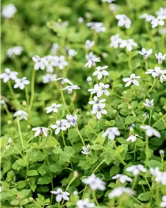 Blauer Bubikopf