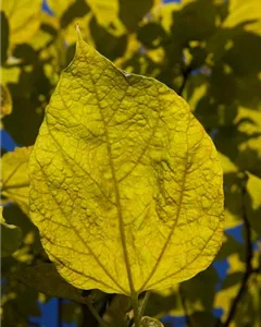 Reichfruchtender Trompetenbaum 'Aurea'