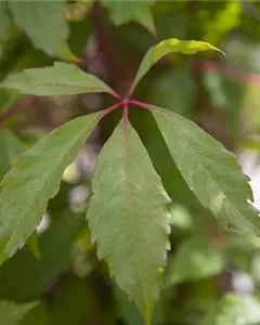 Mauerwein 'Engelmannii'