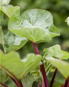 Rhabarbar 'Holsteiner Blut'