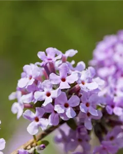 Hänge-Sommerflieder