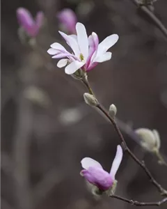 Tulpenmagnolie