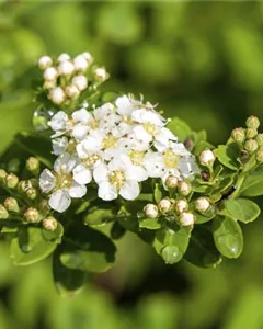 Strauchspiere 'Snowmound'