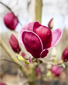 Magnolie 'Genie'