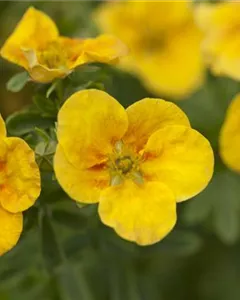 Fingerstrauch 'Mango Tango'®