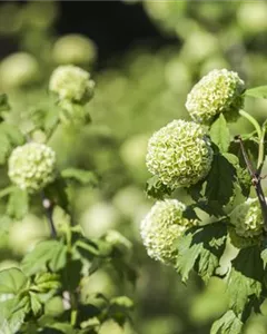 Gemeiner Schneeball 'Roseum'