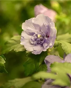 Garteneibisch 'Lavender Chiffon'