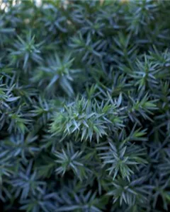 Chinesischer Wacholder 'Blue Alps'