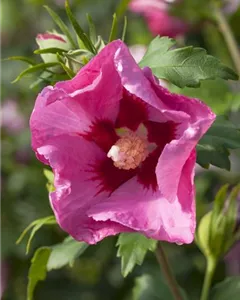 Garteneibisch 'Pink Giant'