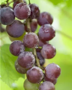 Tafeltraube 'Vanessa'