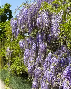 Japanischer Blauregen 'Blue Dream'