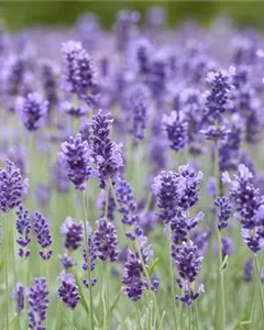 Echter Lavendel 'Hidcote'