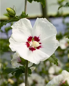 Garteneibisch 'Red Heart'