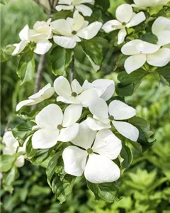 Japanischer Blumenhartriegel 'Venus'