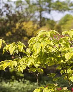 Amerikanischer Blumenhartriegel