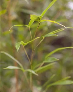 Gelbgruben-Flachrohrbambus 'Spectabilis' 