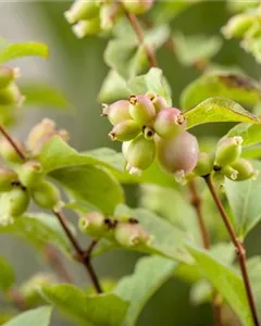 Niedrige Purpurbeere 'Hancock'