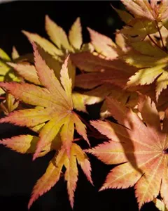 Japanischer Goldahorn 'Autumn Moon'