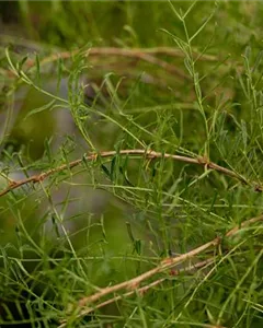 Erbsenstrauch 'Walker'