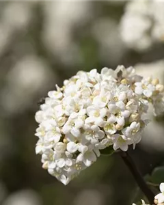 Duftschneeball 'Candidissimum'