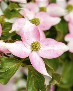 Japanischer Blumen-Hartriegel 'Beni Fuji'