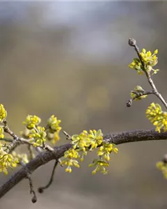 Kornelkirsche 'Aurea'