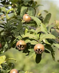 Mispel 'Holländische Großfrüchtige'