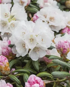 Rhododendron 'Koichiro-Wada'