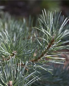 Waldkiefer 'Glauca'