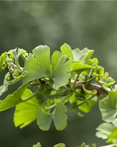 Zwerg-Fächerblattbaum 'Troll'