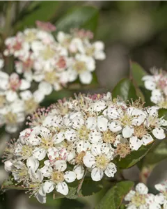 Apfelbeere 'Nero'