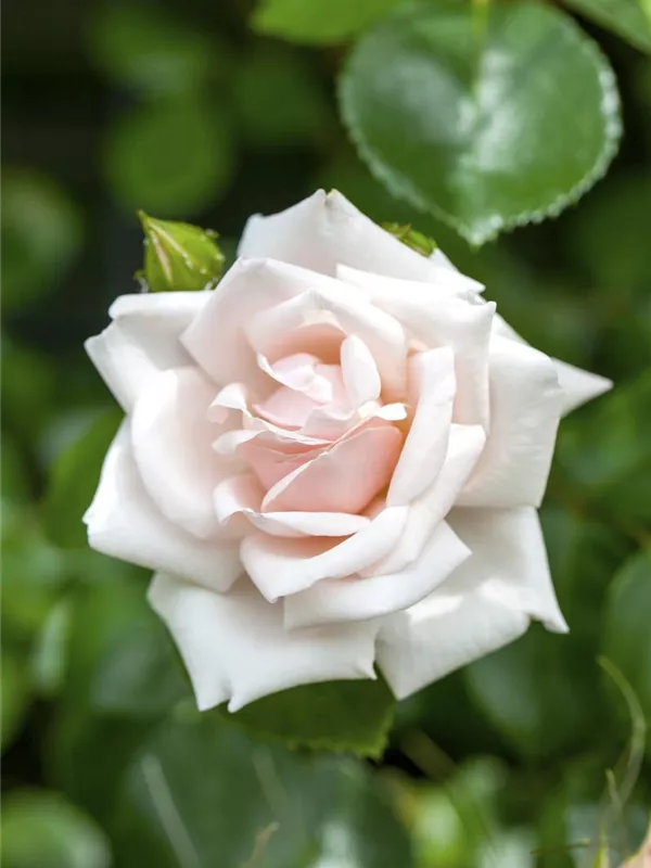 Kletterrose 'New Dawn'